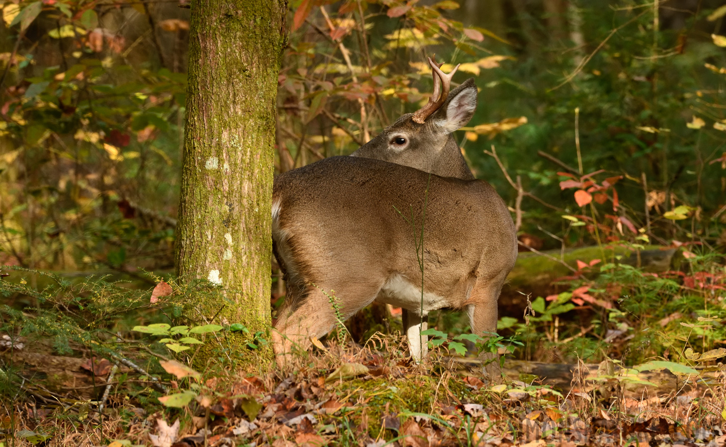 Odocoileus virginianus virginianus [220 mm, 1/100 Sek. bei f / 8.0, ISO 2000]